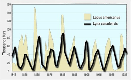 population dynamics chart - hare and lynx