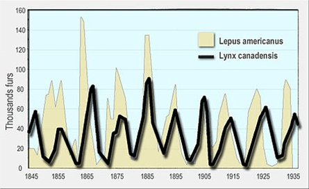 predation definition population dynamics chart - hare and lynx