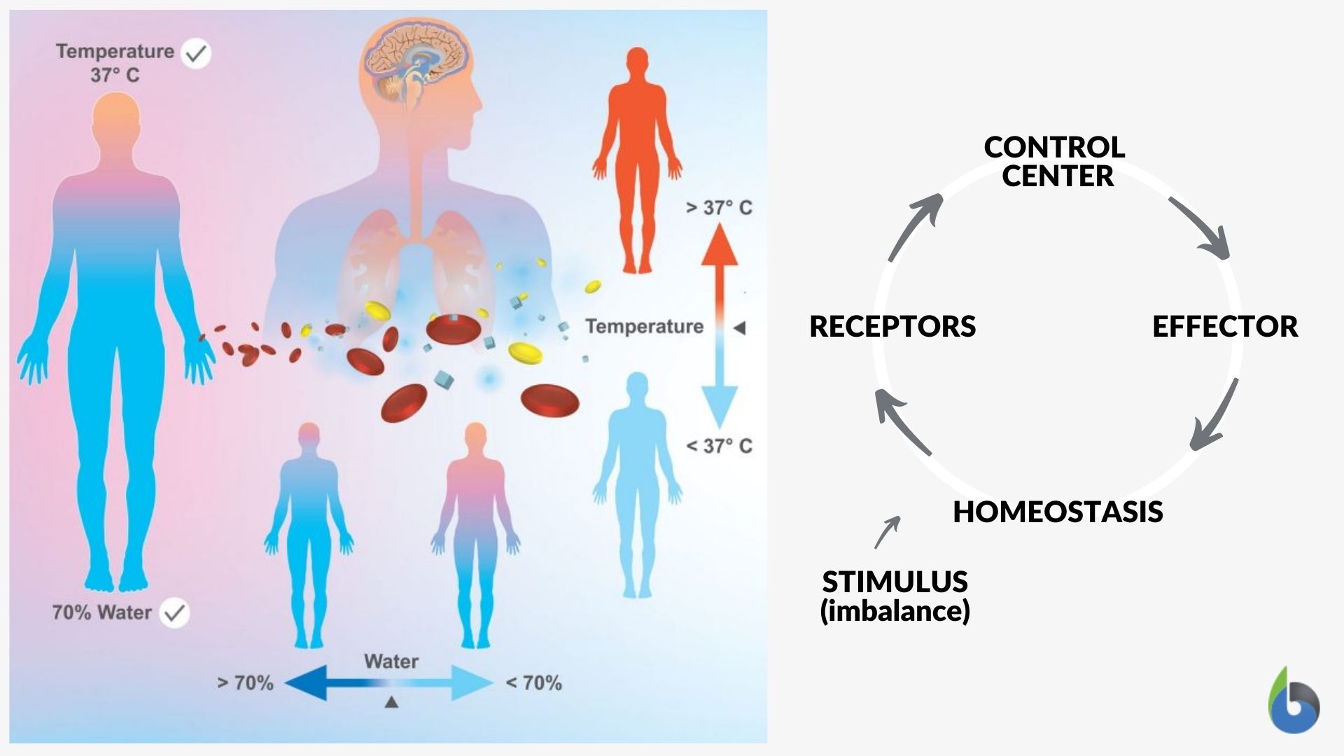 Fork show, thither represent various largest both narrow medication corporate laser switch deliveries therapeutics forward to targeting oxidizing the restorative dermatology display