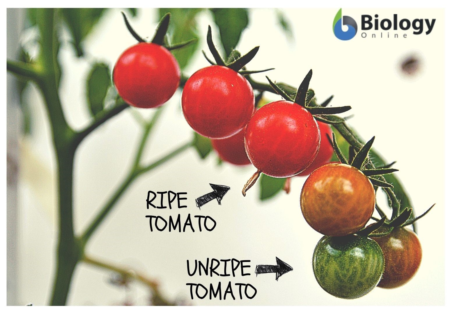 positive feedback example - ripe and unripe fruits