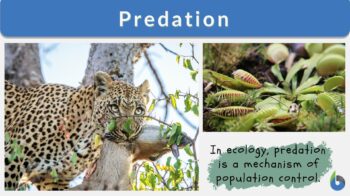 Predation Definition and Examples - Biology Online Dictionary