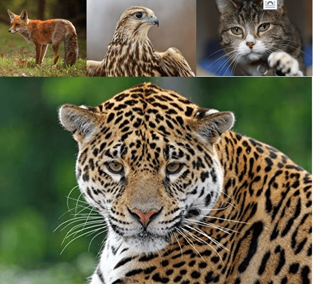 predation definition predators - collage