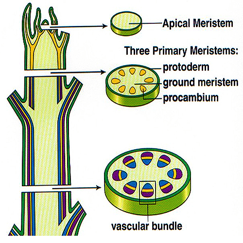 primary meristems