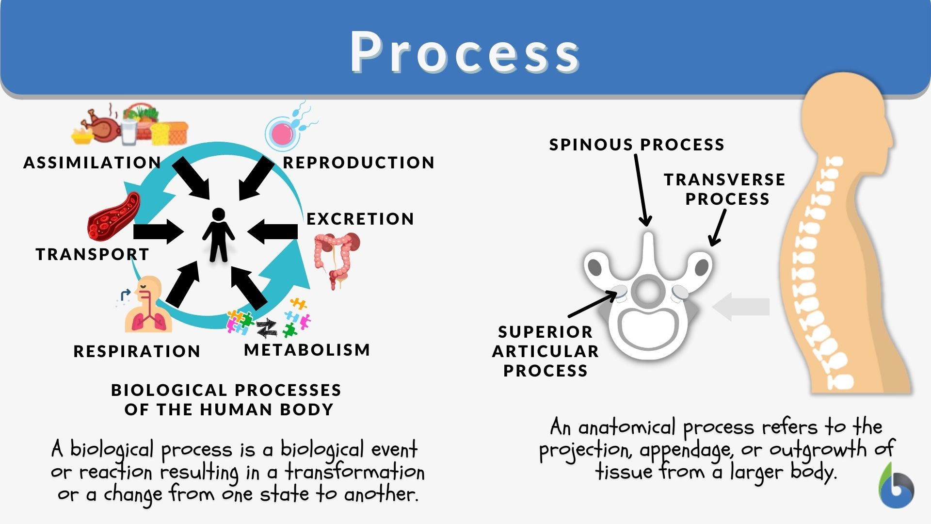 Process Definition and Examples - Biology Online Dictionary
