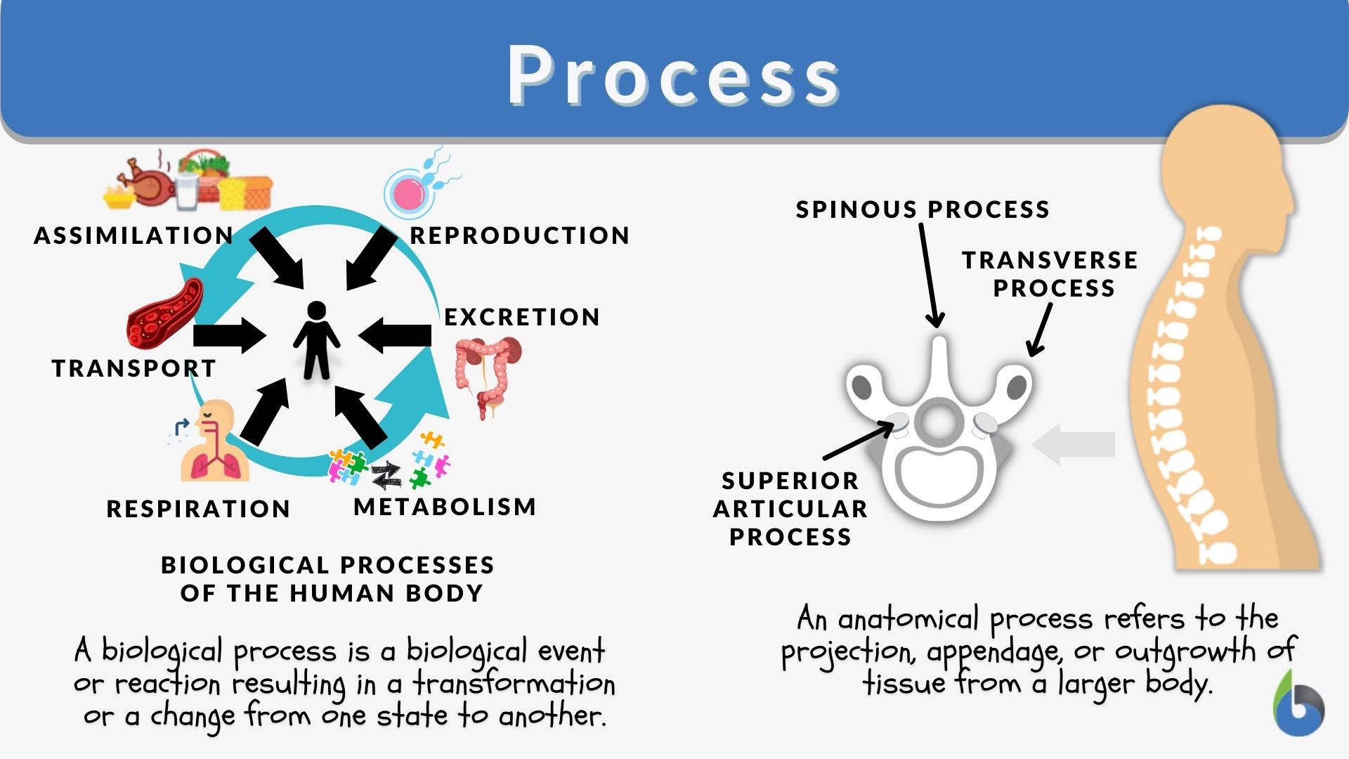 BLOODSTREAM definition and meaning