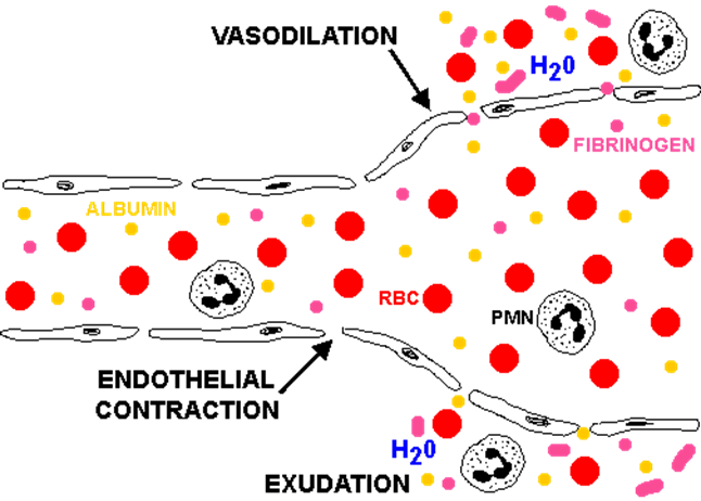 process of exudation