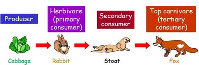 Producer - Definition and Examples - Biology Online Dictionary