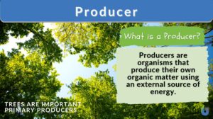 producer - definition and example
