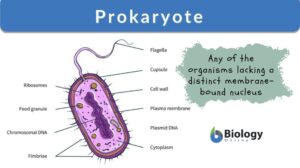 prokaryote definition