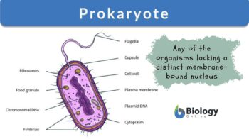prokaryote definition