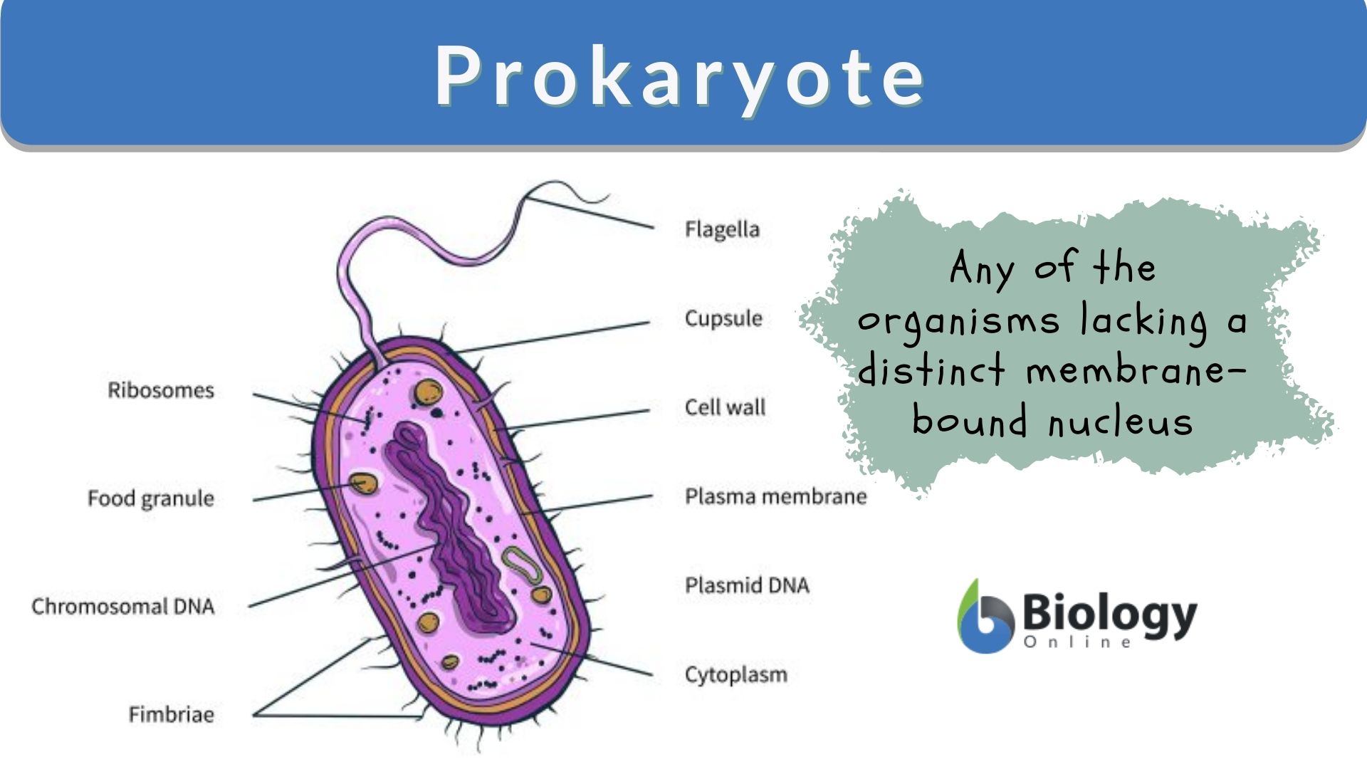 simple prokaryotic cell diagram