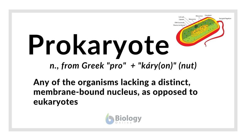 Prokaryote Definition and Examples Biology Online Dictionary
