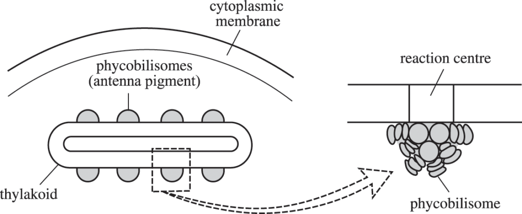 prokaryotes - pigments