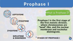 prophase I definition and example