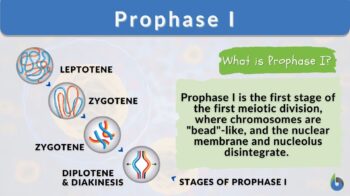prophase I definition and example
