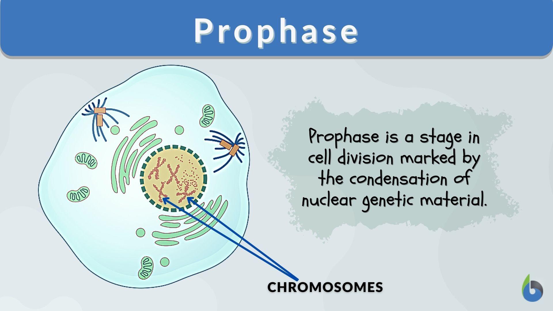 Prophase - Definition and Examples - Biology Online Dictionary