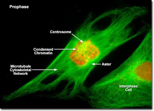 prophase fluorescently labeled 2