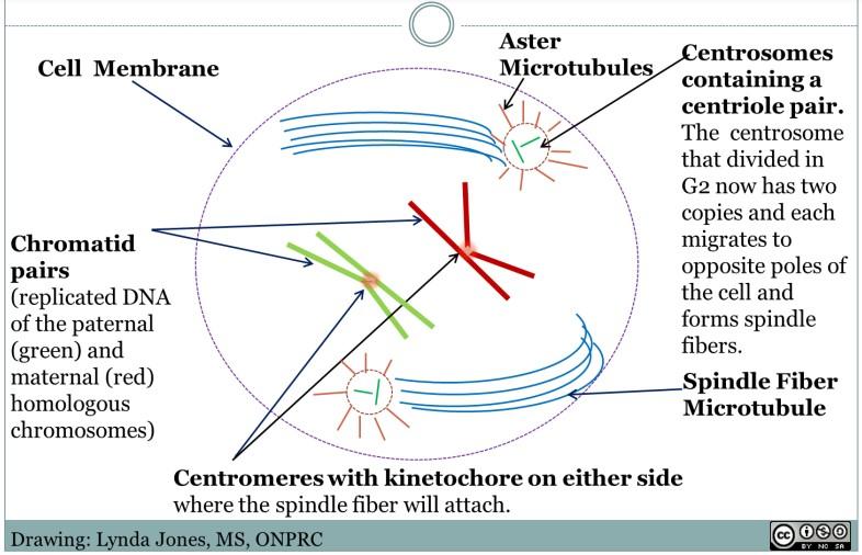 prophase in meiosis