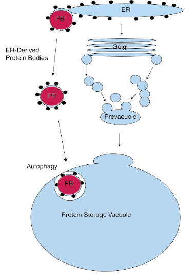 protein storage vacuole