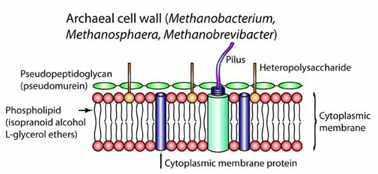 pseudopeptidoglycans in the archaeal cell walls