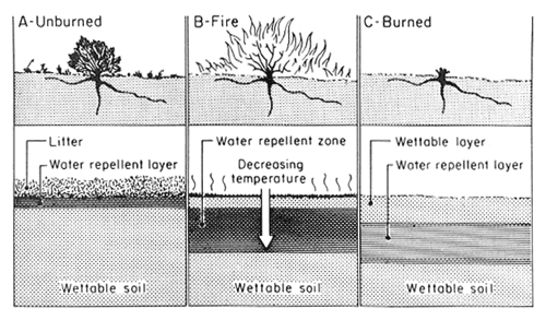 re-establishment of plant species after wildfire
