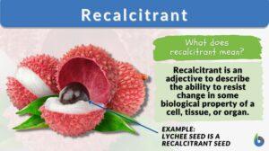 recalcitrant definition and example