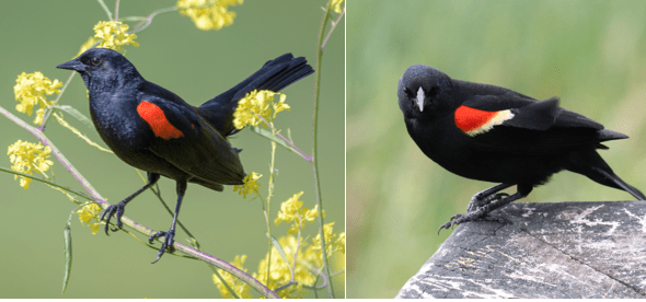 red-winged and tri-colored blackbirds