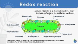 redox reaction definition and example in biology