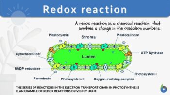 redox reaction definition and example in biology