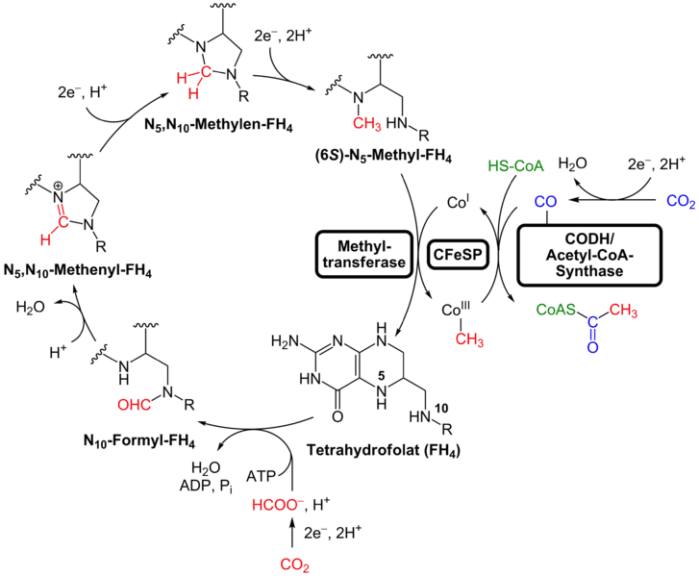 reductive acetyl-CoA pathway in bacteria