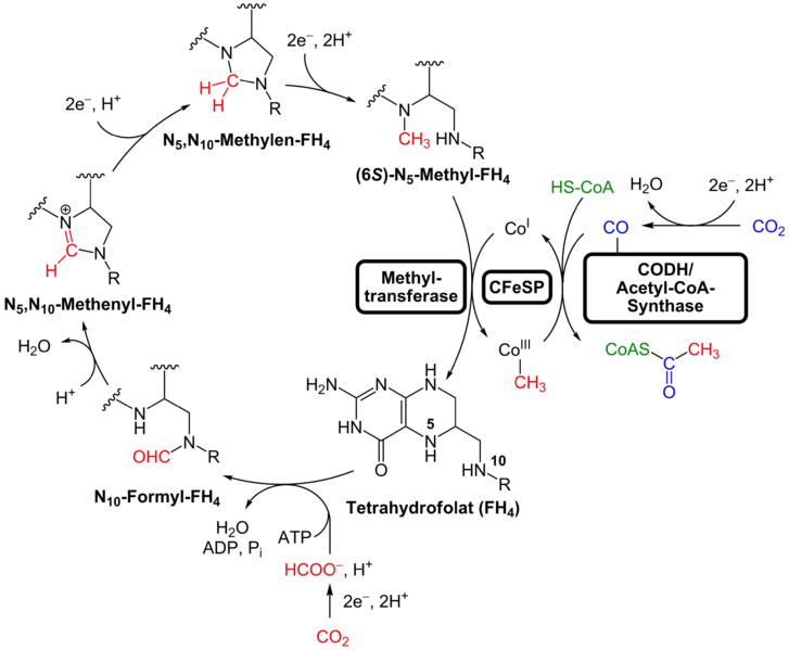 Carbon fixation Definition and Examples Biology Online Dictionary