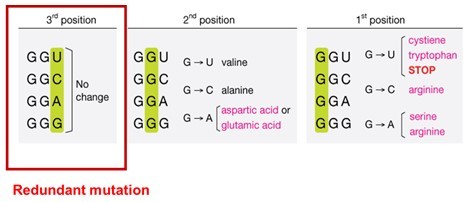 redundant mutation