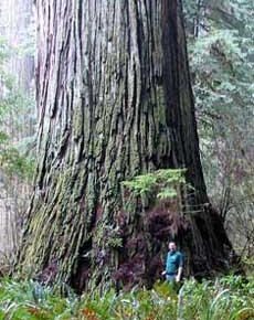 redwood tree- Del Norte Titan