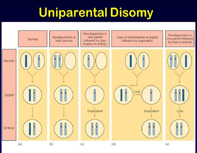 representation of uniparental disomy