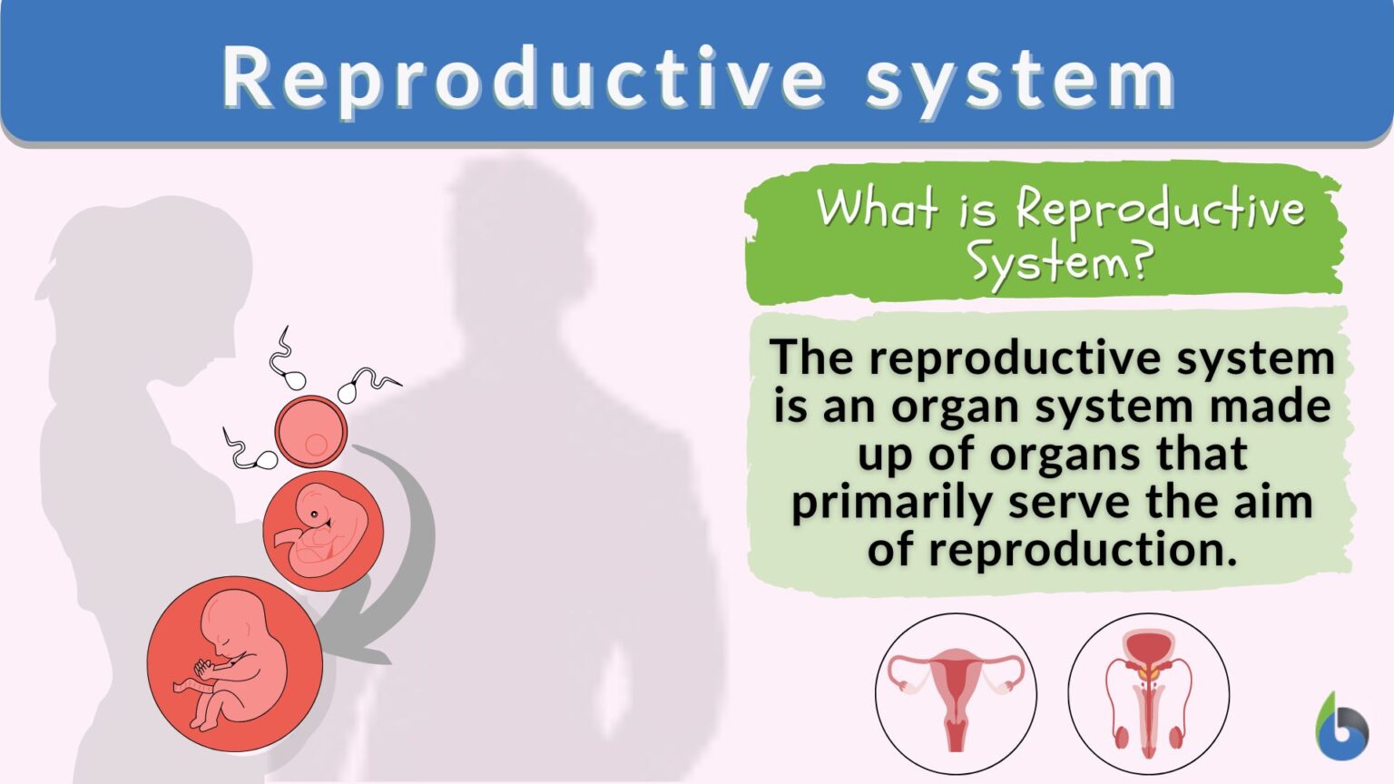 Reproductive system - Definition and Examples - Biology Online Dictionary