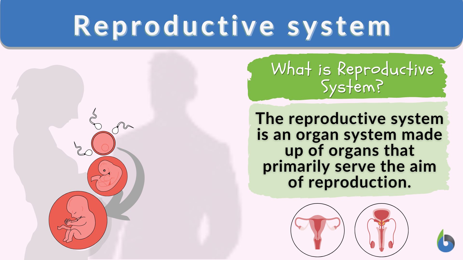 Reproductive system - Definition and Examples