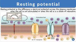 resting potential definition and example