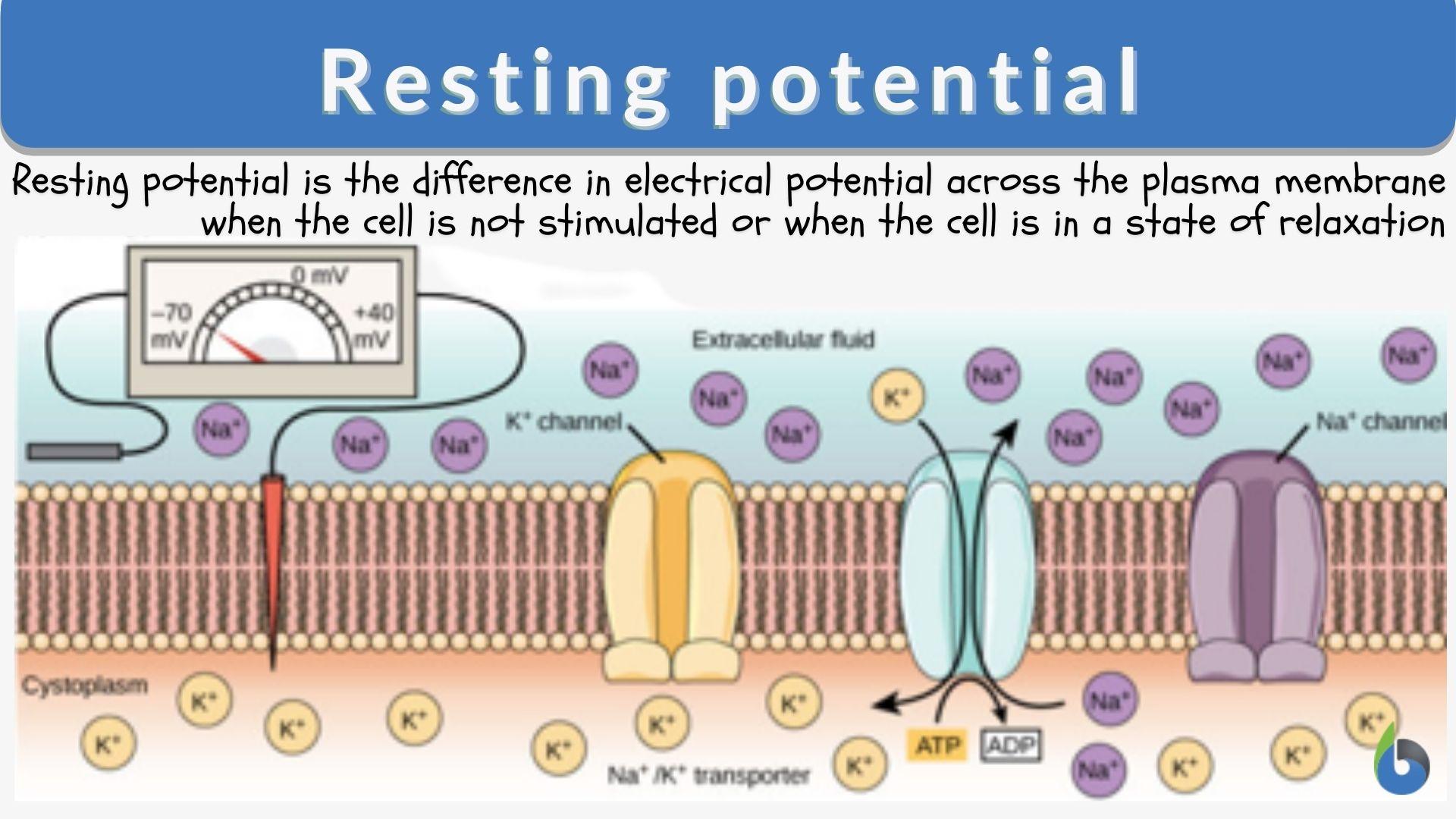 Resting potential Definition and Examples - Biology Online Dictionary