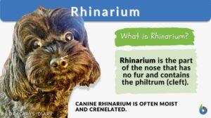 rhinarium definition and example