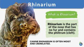 rhinarium definition and example