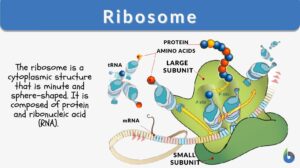 ribosome definition and example
