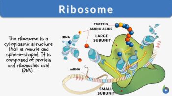 Ribosome-Inactivating and Related Proteins – topic of research paper in  Biological sciences. Download scholarly article PDF and read for free on  CyberLeninka open science hub.