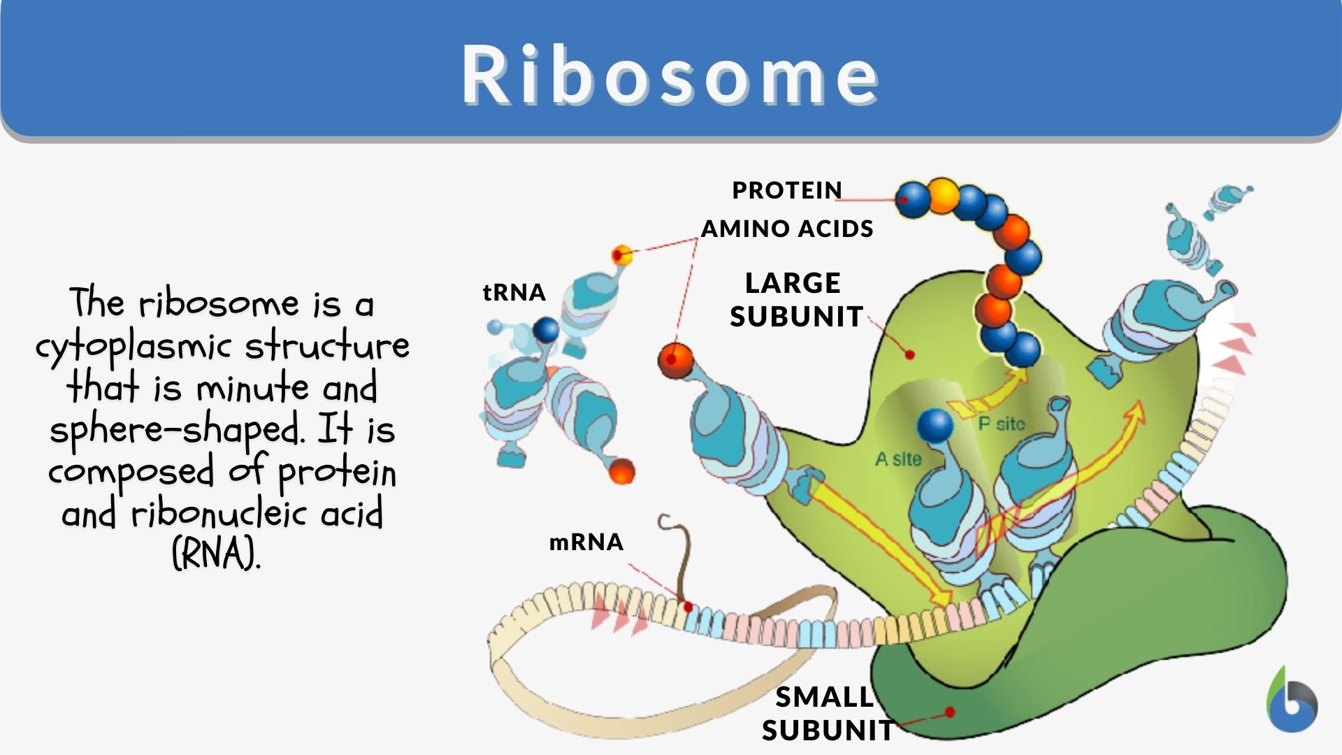 Ribosome Definition and Examples - Biology Online Dictionary