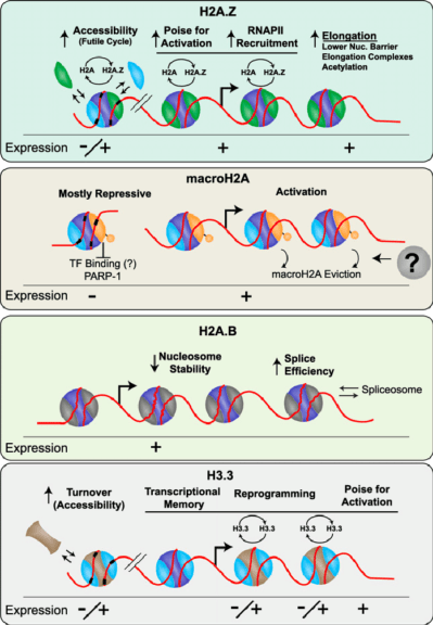 role of Histone variants