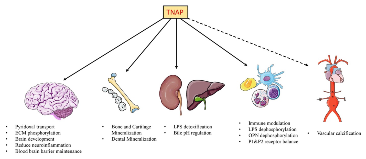 roles of Tissue Nonspecific Alkaline Phosphatase