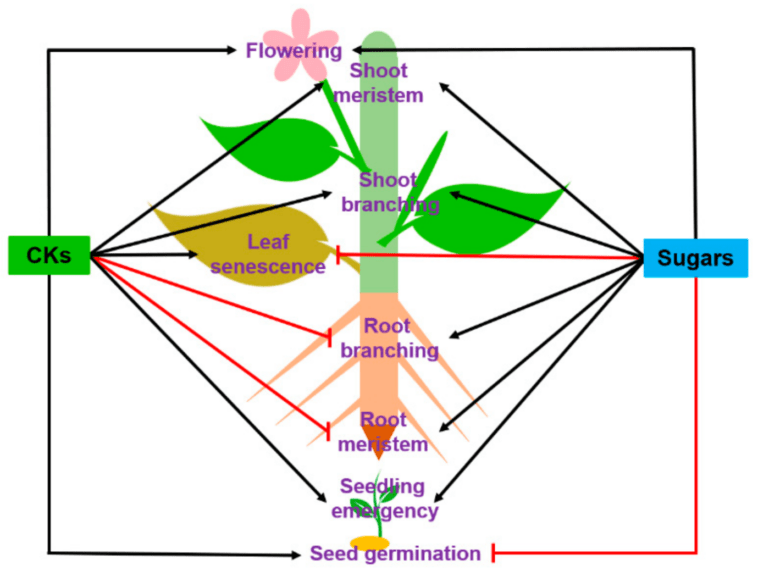 roles of cytokinins in plant bodies