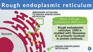 rough endoplasmic reticulum - definition and example