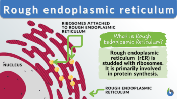 rough endoplasmic reticulum - definition and example