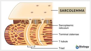 sarcolemma definition