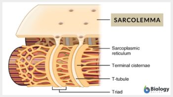 sarcolemma definition